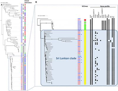 Genomic and Epidemiological Evidence of a Dominant Panton-Valentine <mark class="highlighted">Leucocidin</mark>-Positive Methicillin Resistant Staphylococcus aureus Lineage in Sri Lanka and Presence Among Isolates From the United Kingdom and Australia